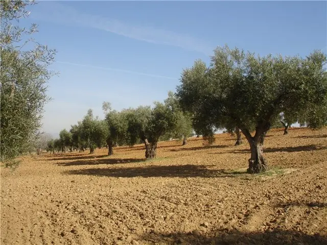 Olivar