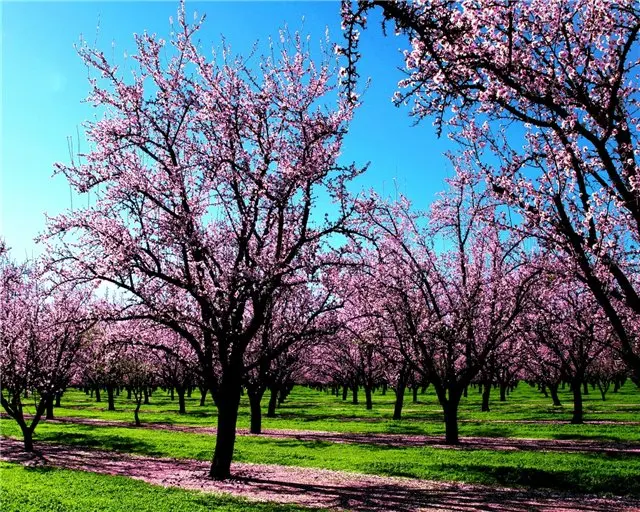 Almendros en flor