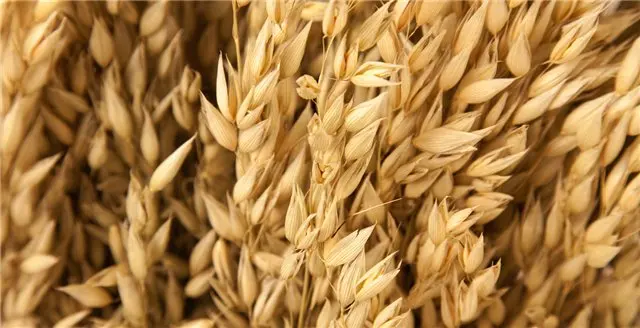 Detalle de avena