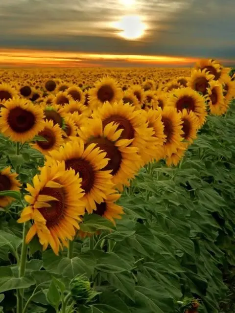 Girasoles al atardecer